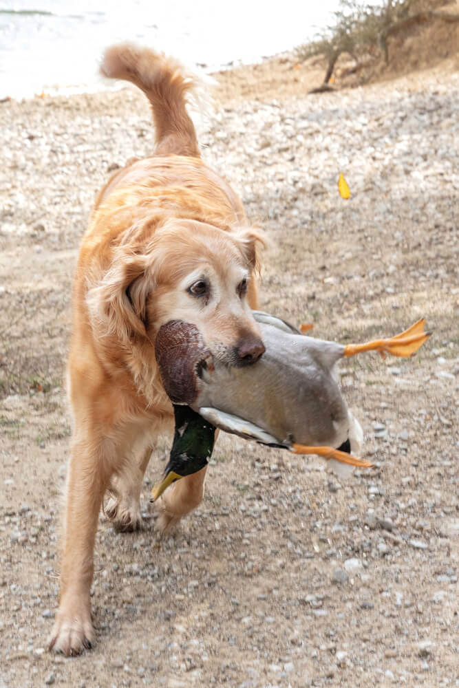 Duck's hunt